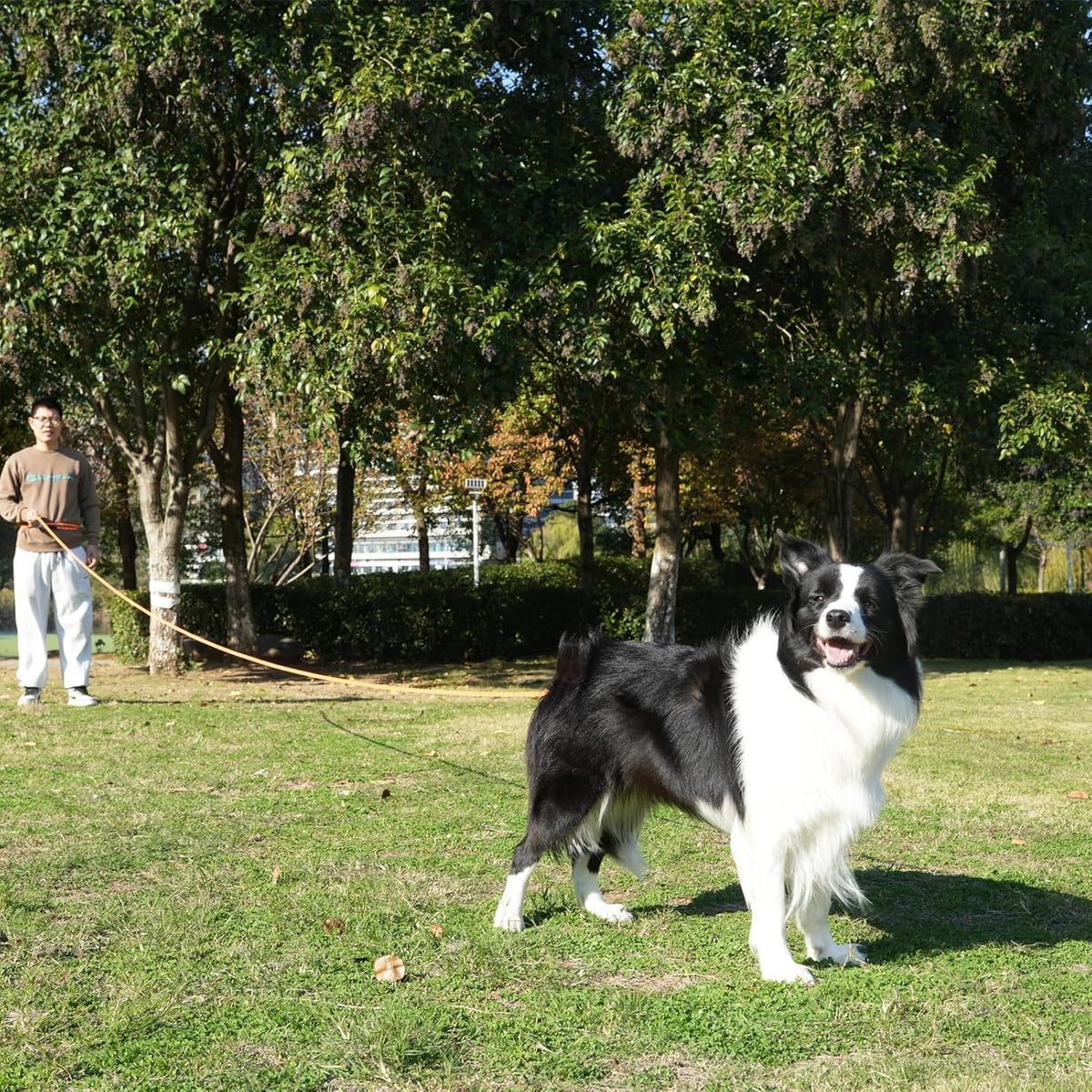 ZALER thirty foot dog training lead laid out fully to demonstrate the extended recall distance capabilities