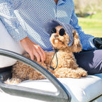 Small puppy outdoors wearing blue sun hat and shades