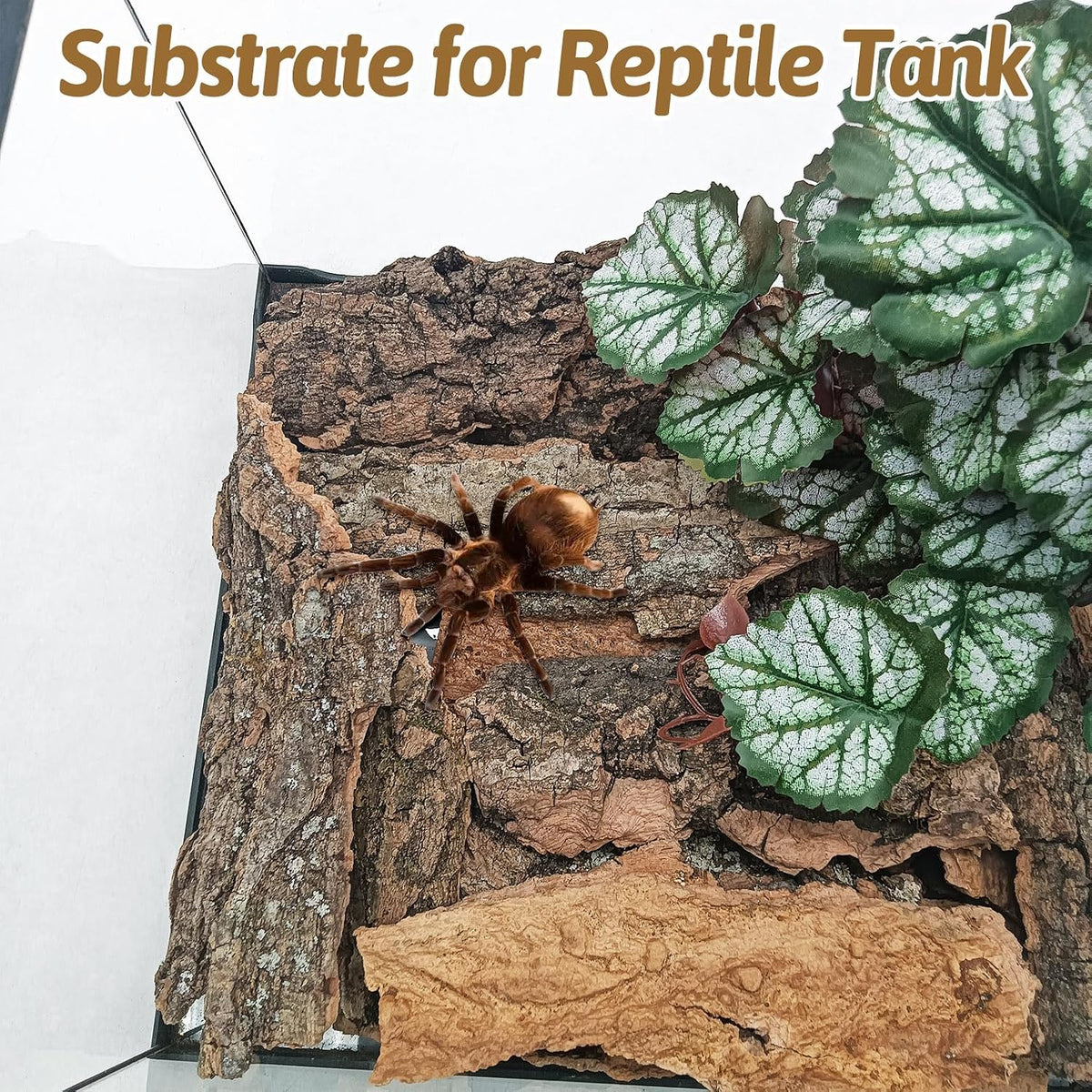 BNOSDM terrarium climbing backdrop wood pieces for ball pythons and chameleons.