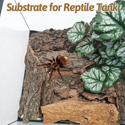 BNOSDM terrarium climbing backdrop wood pieces for ball pythons and chameleons.
