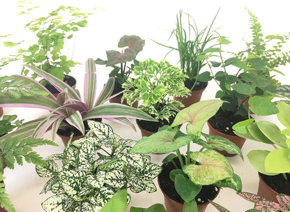 Close up of mini terrarium plants inside a glass decorative container.