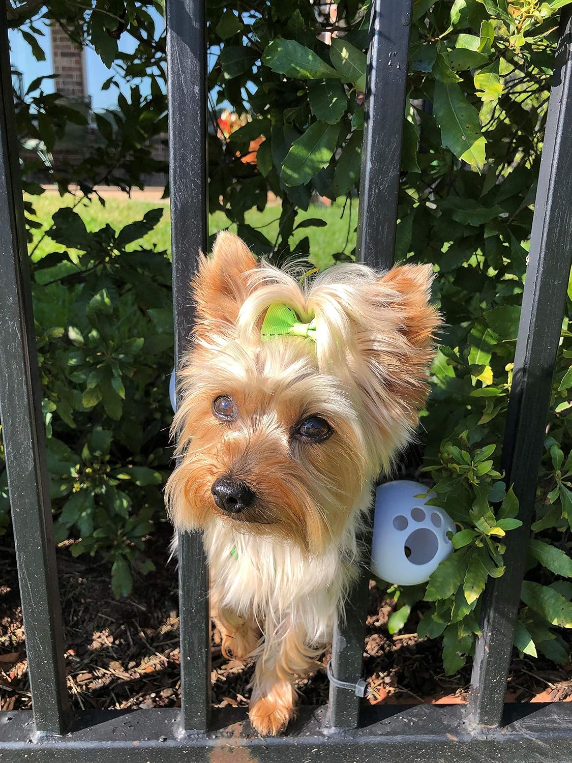 FenceMate small dog safety harness front view