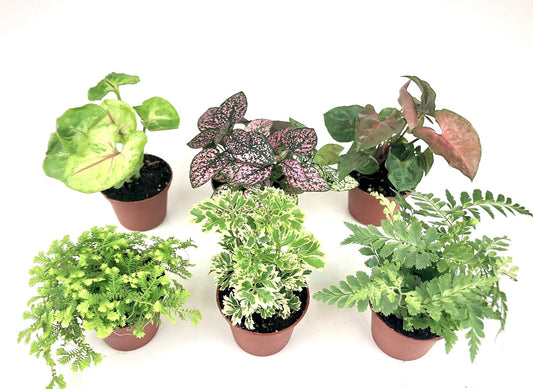 Assorted green foliage plants for fairy gardens and terrariums