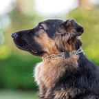 Authentic brand stamp visible on the training collar swivel D ring.