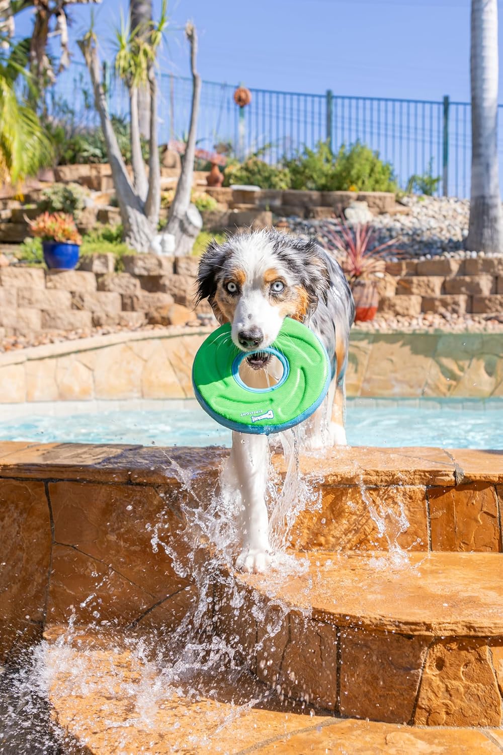 Medium 8.5 inch dog frisbee floating effortlessly in a swimming pool during fetch.