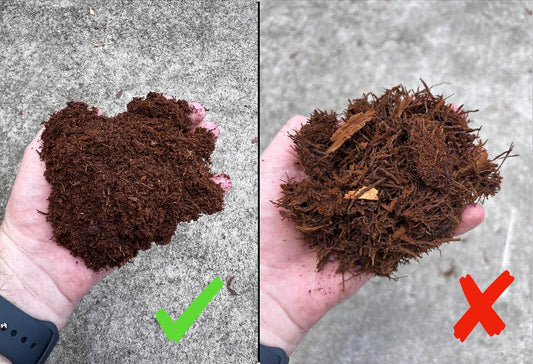 Tezula Plants orchid growing medium showing fine debris free texture