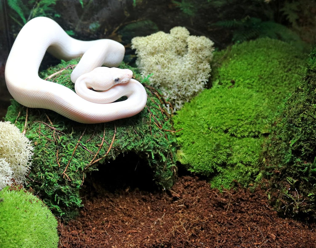 Galapagos six inch reptile shelter corner angle view