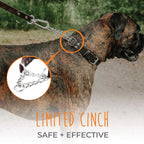 Brown leather dog training collar with stainless steel chain close up