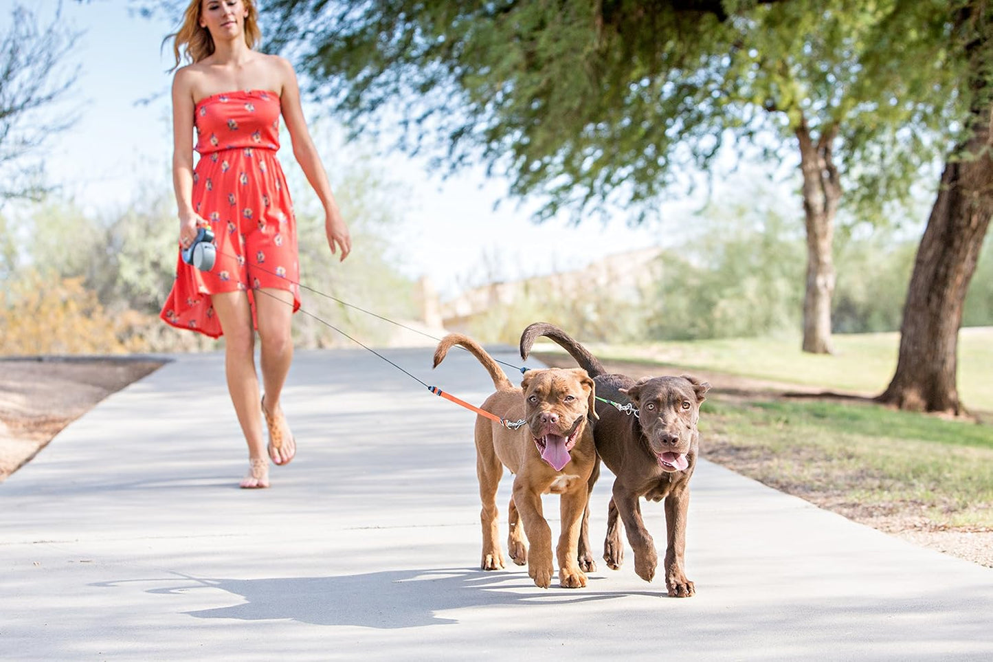 Wigzi dual leash being used on two dogs in a park