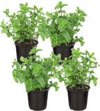 Live Herb - Catnip (Nepeta) (4 Per Pack), Aromatic and Cat Enrichment, Helps Reduce Cat Stress and Anxiety, 8" Tall by 4" Wide in 1 Pint Pot - Image 15