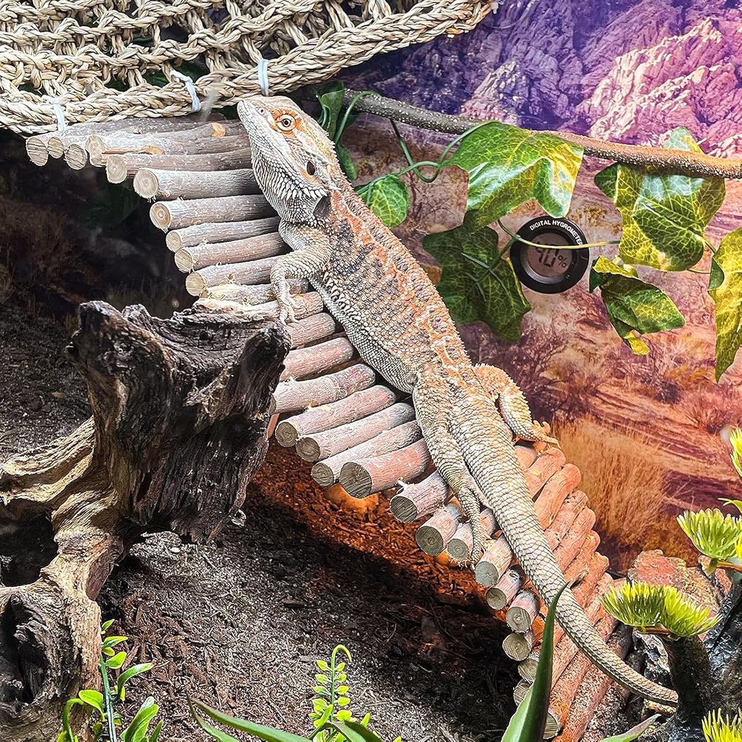 Reptile climbing decor set for gecko and lizard enclosures