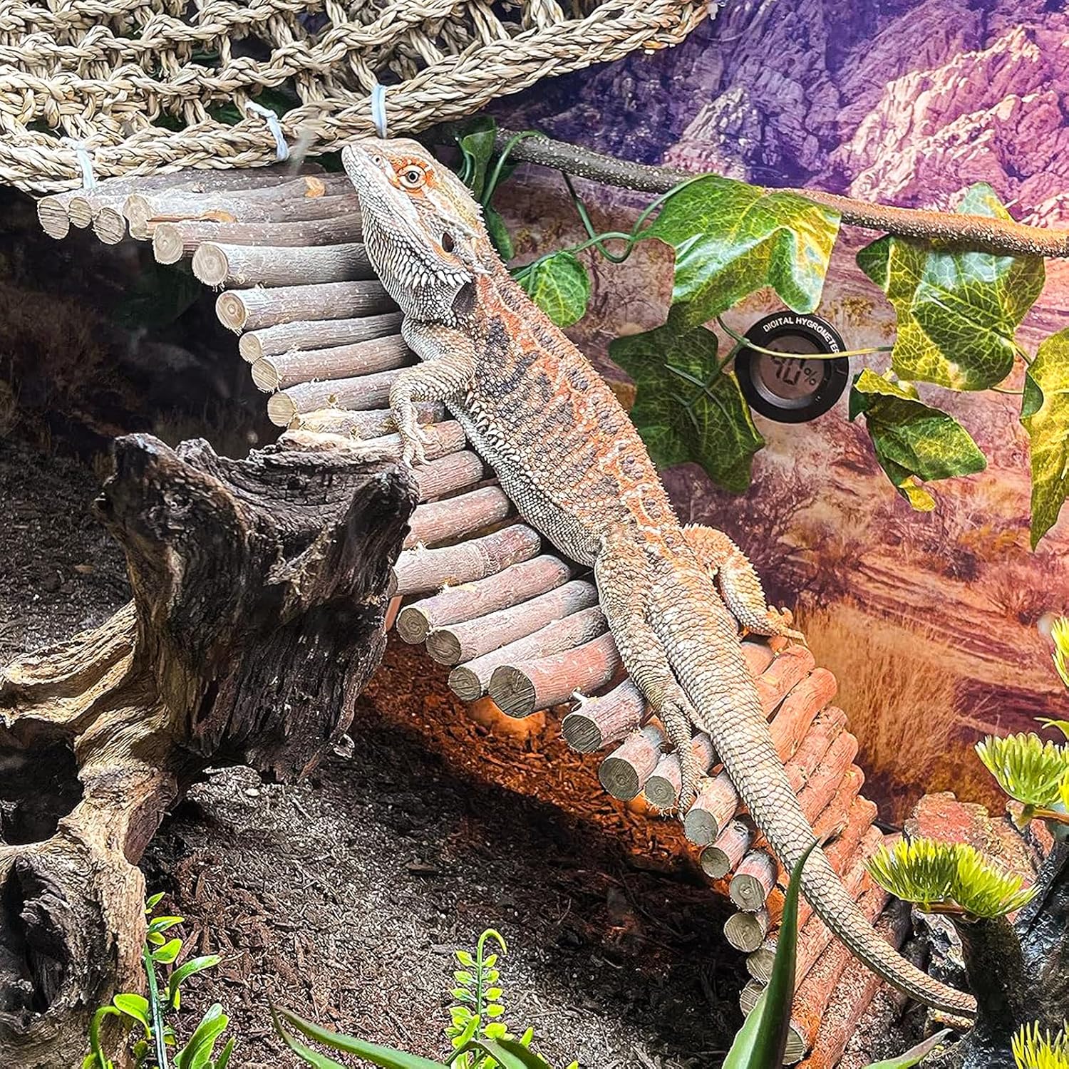 Reptile climbing decor set for gecko and lizard enclosures