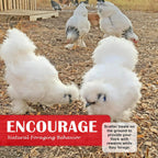 Backyard chickens eating Pecking Order Dessert Bucket treats
