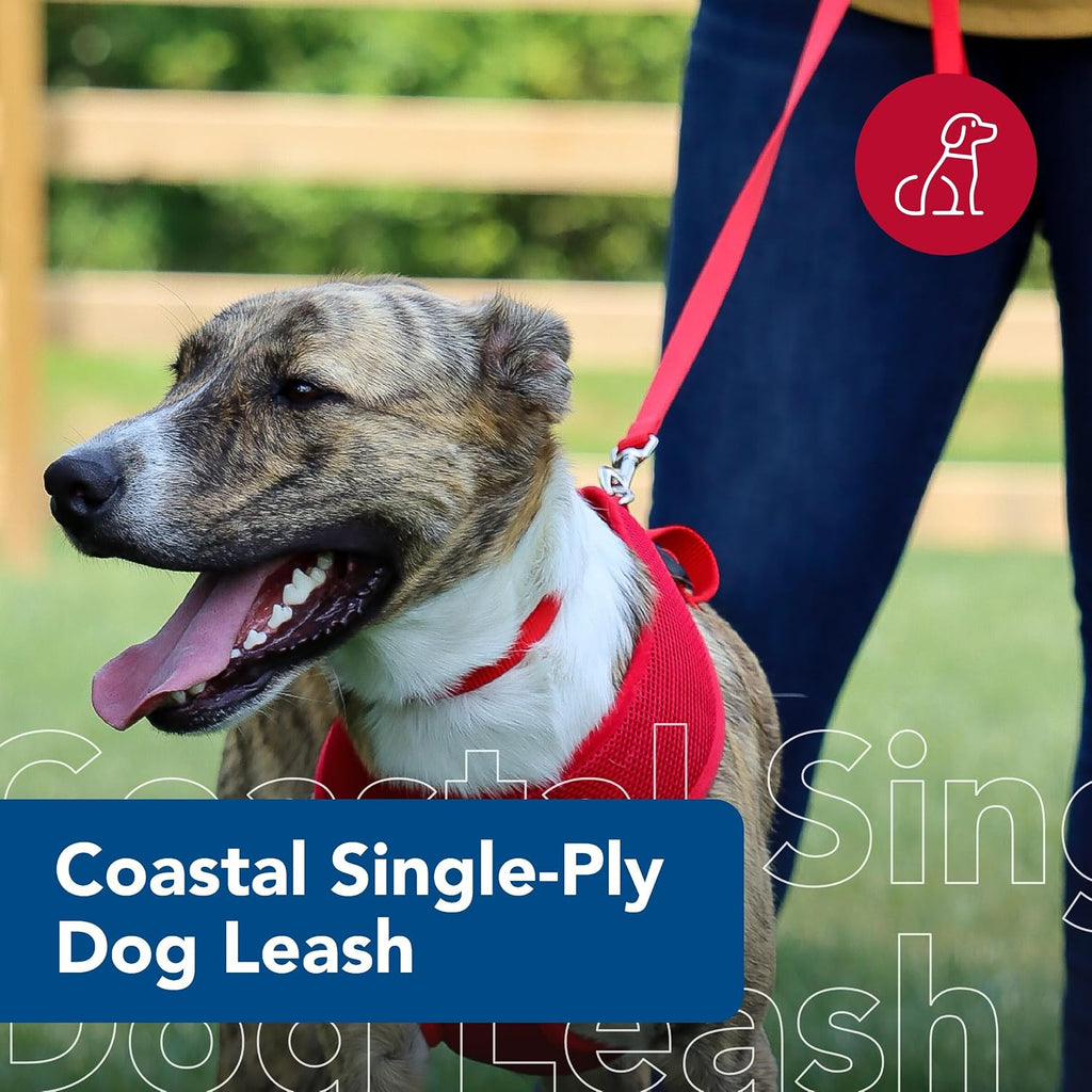 Coastal nylon puppy walking lead angled perspective