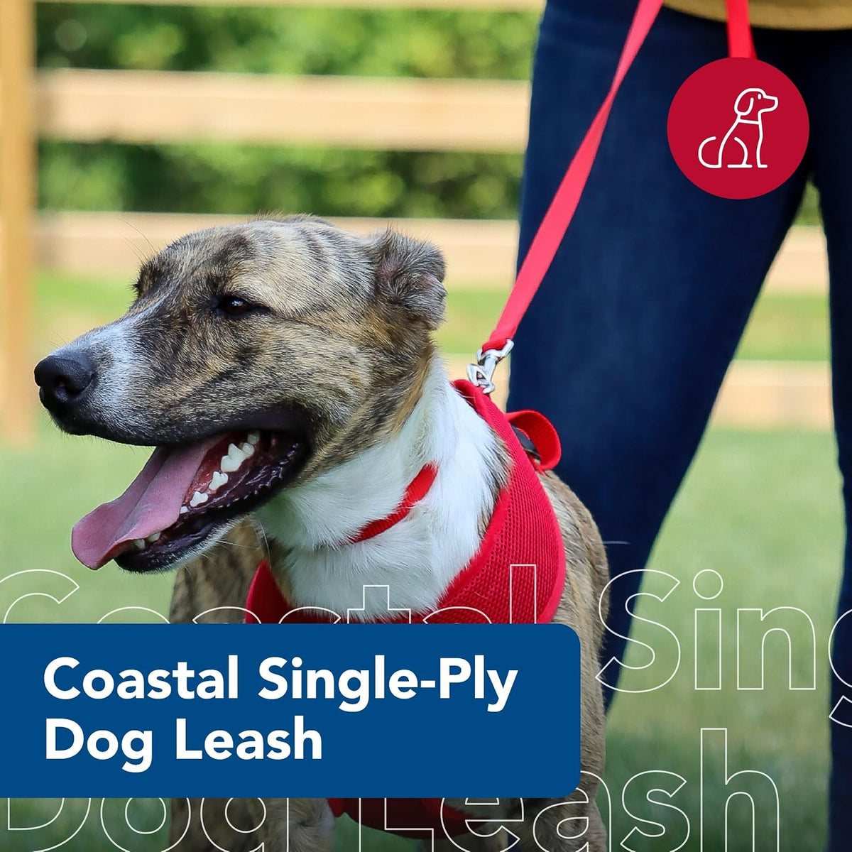Coastal nylon puppy walking lead angled perspective