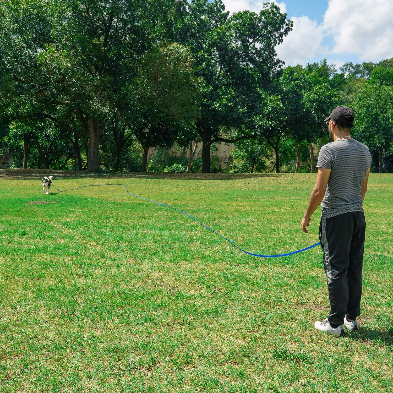 Long line puppy obedience training leash laid out on grass