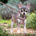 Pink leopard pattern dog harness on small breed