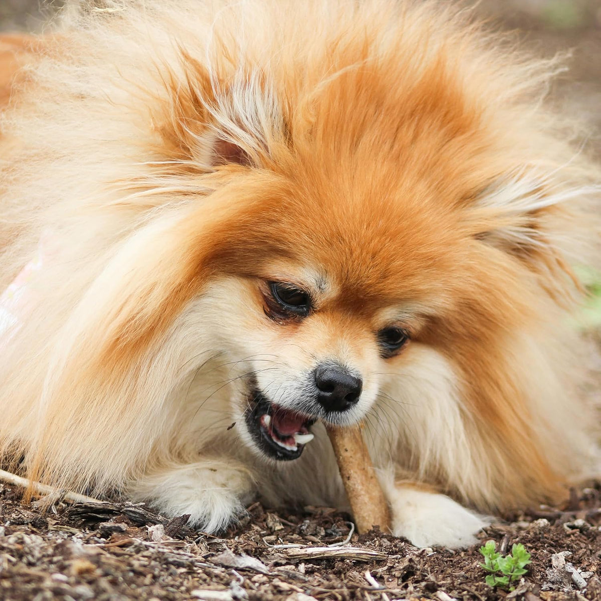 Nylabone long lasting healthy dog treats extra small size packaging overview.