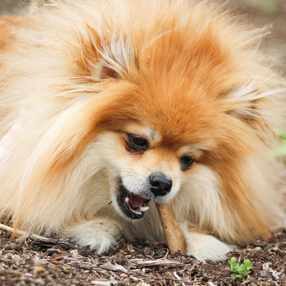 Nylabone long lasting healthy dog treats extra small size packaging overview.