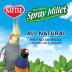 Cockatiel interacting with Kaytee vegetable flavour millet spray