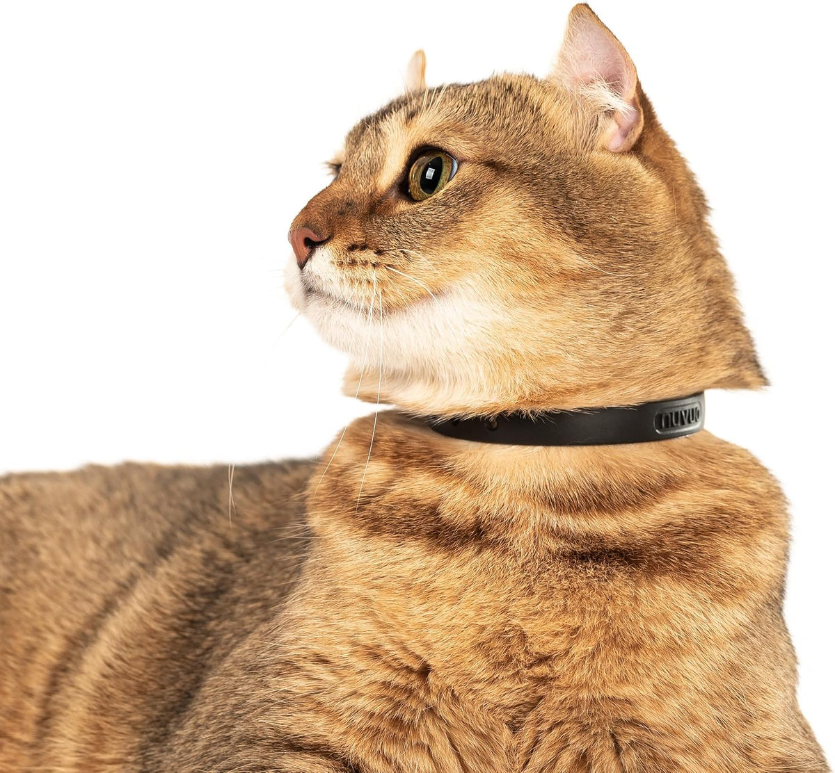 Adjustable black silicone pet collar showcasing the length extension mechanism