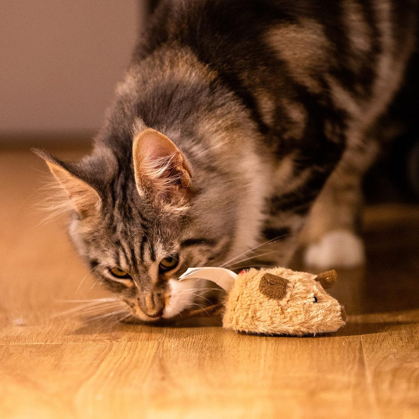 GiGwi electronic hunting toy demonstrating the size proportion relative to an indoor kitten.