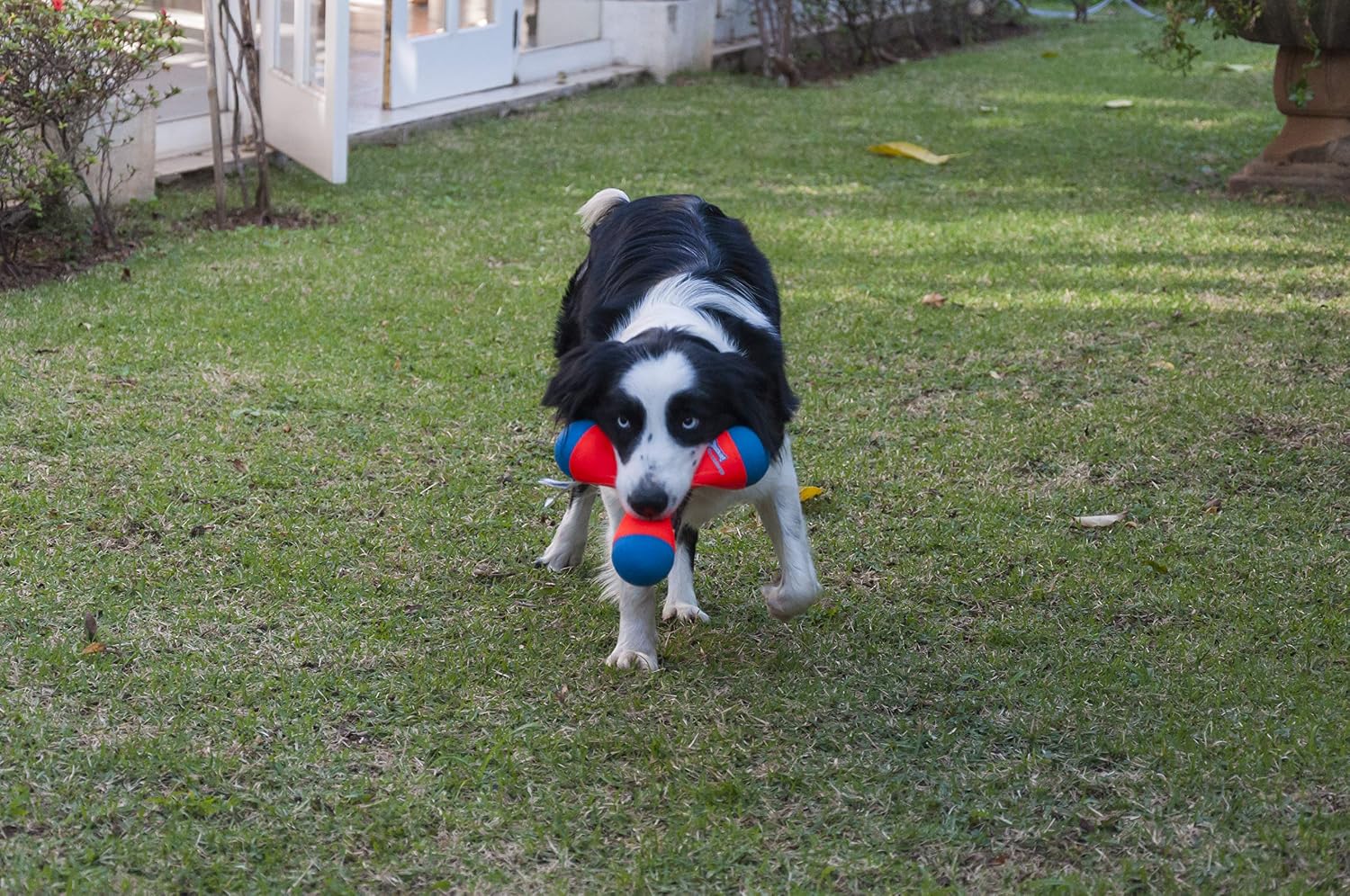 Triangular Fetch & Tug Dog Toy by Chuckit! - Image 9