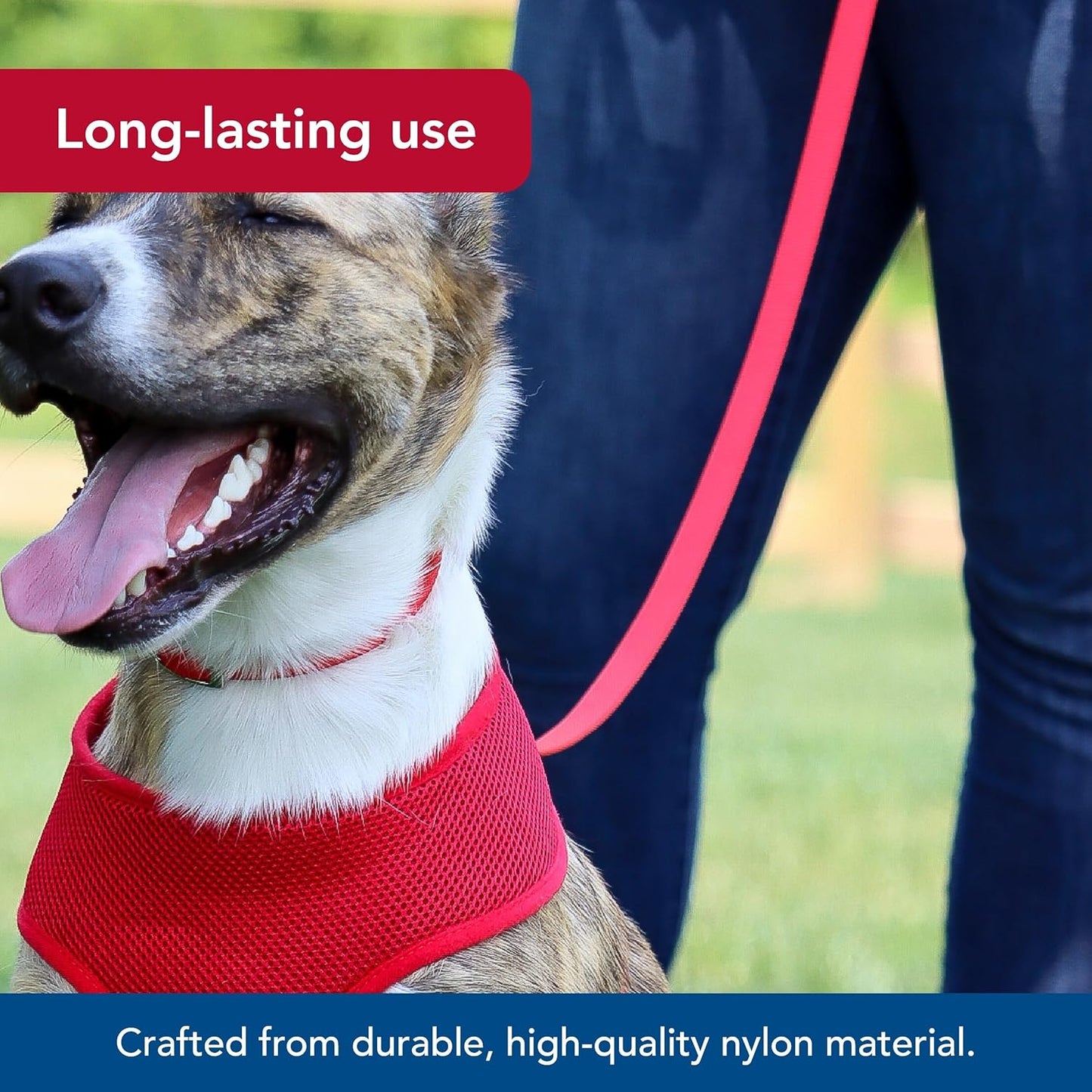 Coastal Pet fade resistant nylon leash for puppies and cats lightweight walking lead