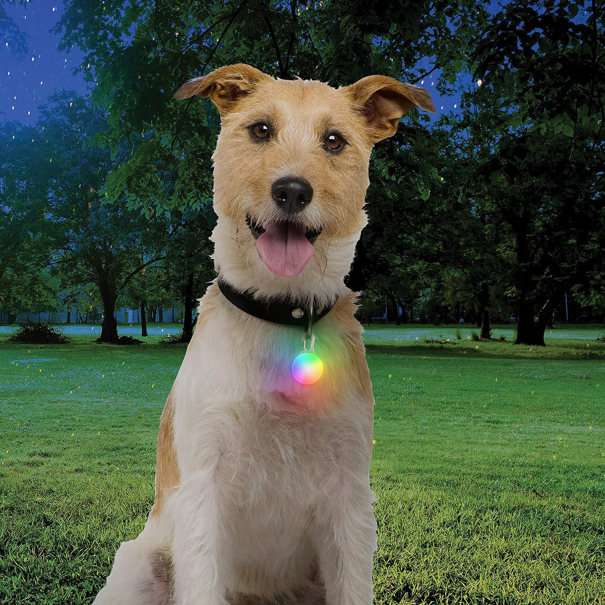 Nite Ize dog safety light attached to a pet collar during a night walk