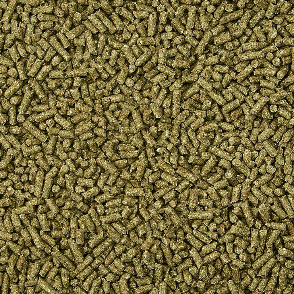Healthy adult rabbit eating Kaytee Supreme natural fortified daily diet.