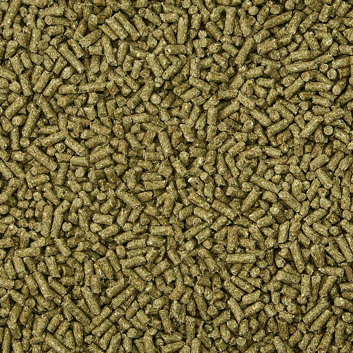 Healthy adult rabbit eating Kaytee Supreme natural fortified daily diet.