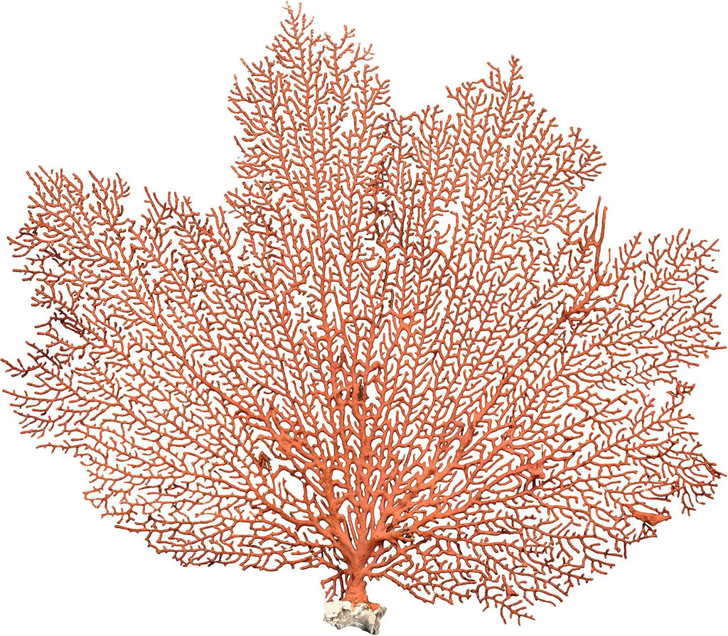 Nautical Crush Trading Natural Red Sea Fan Coral front view decorative beach ornament