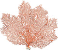 Nautical Crush Trading Natural Red Sea Fan Coral front view decorative beach ornament