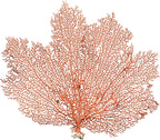 Nautical Crush Trading Natural Red Sea Fan Coral front view decorative beach ornament