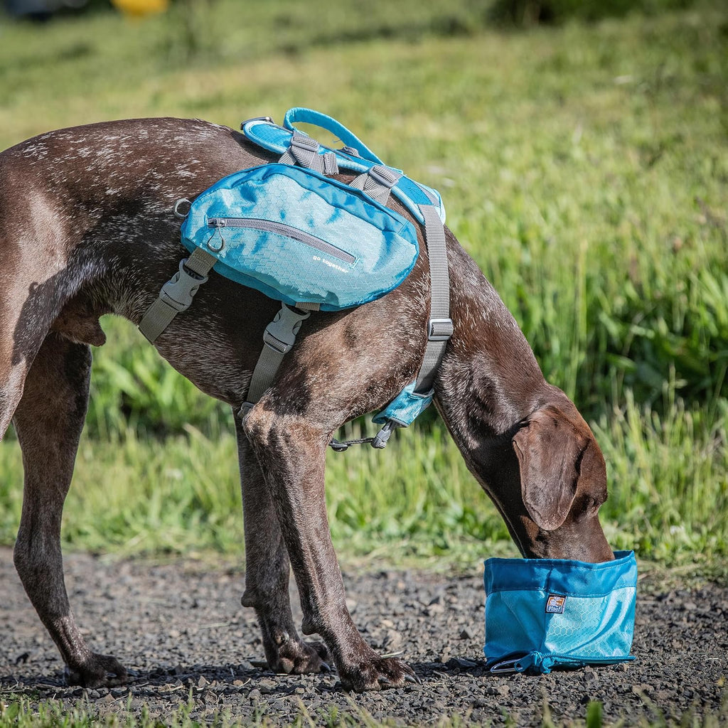 Kurgo blue travel dog bowl filled with water outdoors