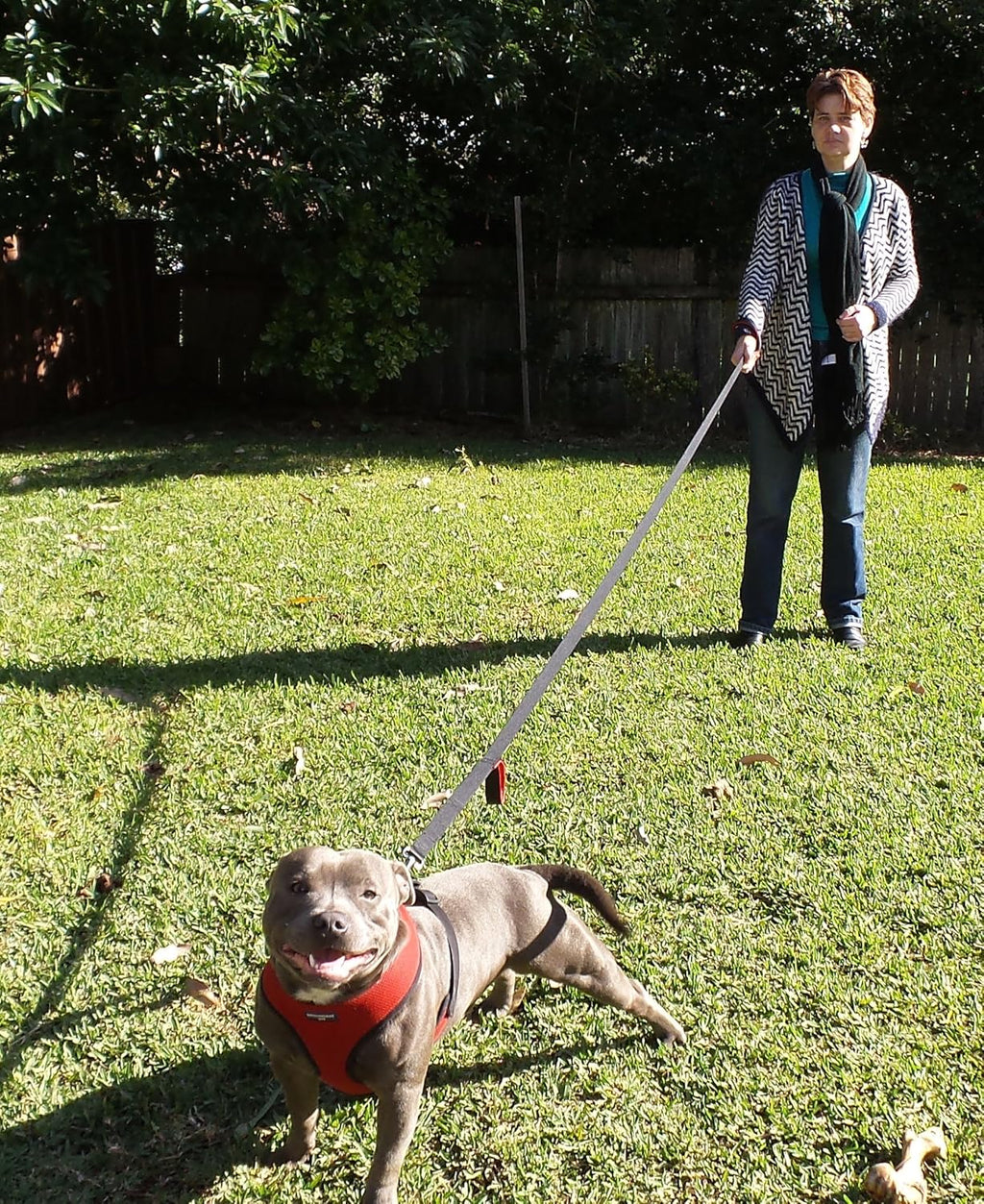 Primal Pet Gear traffic control handle for large dogs