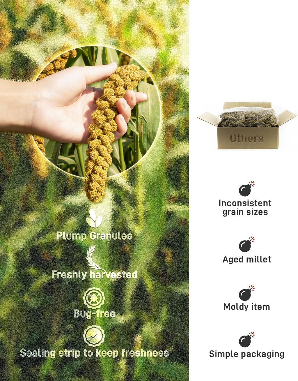 Close-up of golden millet seeds on natural stems