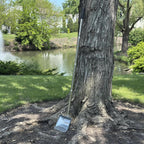 CKLT heavy duty pet pooper scooper standing upright on a grass lawn demonstrating its extra long reach for no bend cleanup.