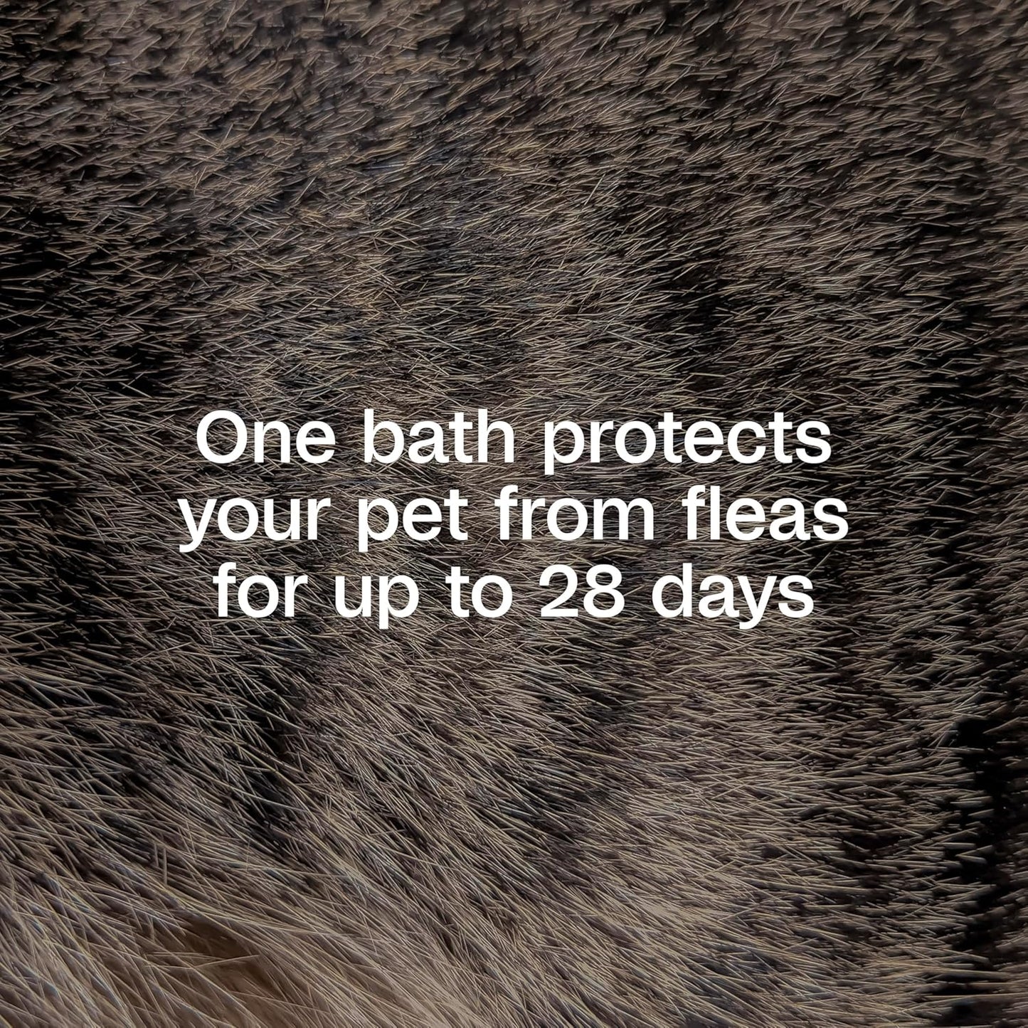 ADAMS Plus Flea and Tick Shampoo with Precor for Dogs, Cats, Puppies & Kittens, Treats Infestations, Kills Ticks, Flea Eggs & Lice, Cleans and Conditions Coat, 12 oz - Image 3