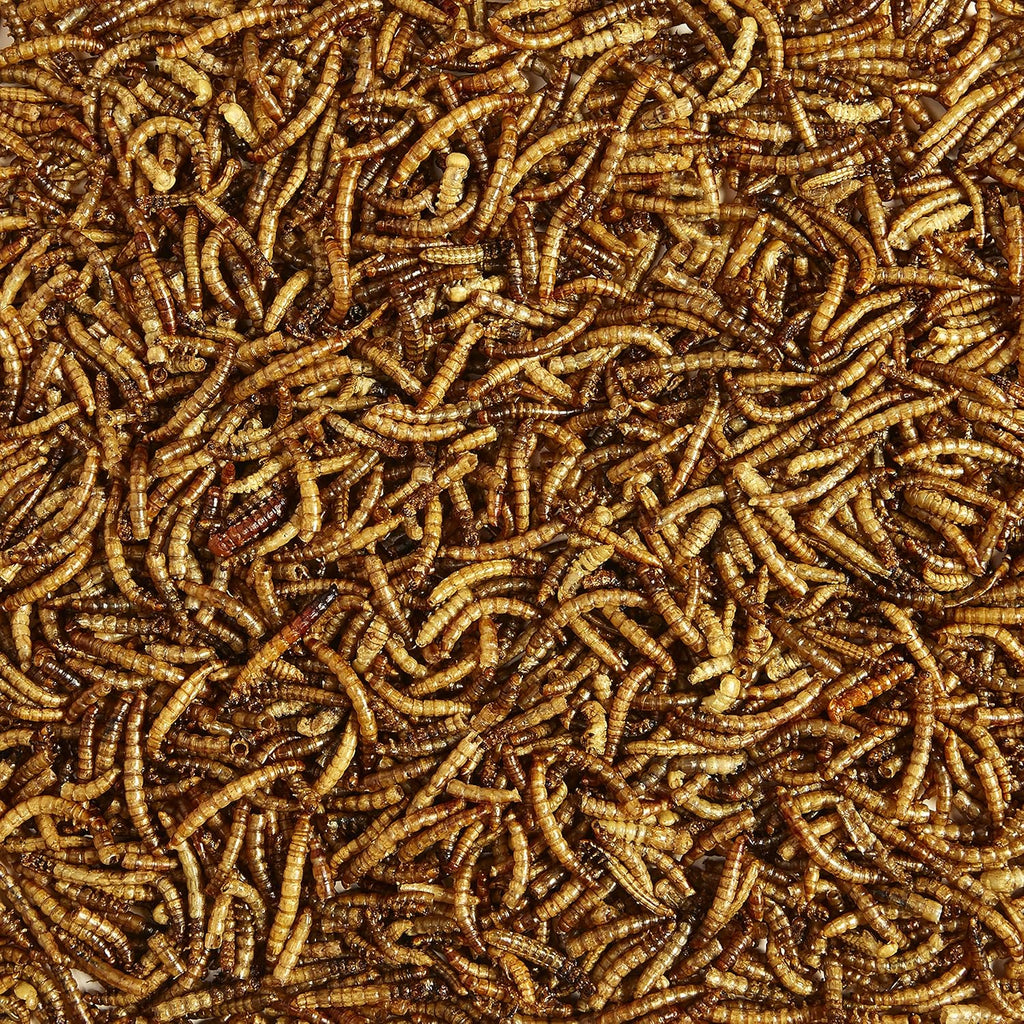 Close up of oven dried mealworms for wild birds