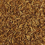 Close up of oven dried mealworms for wild birds