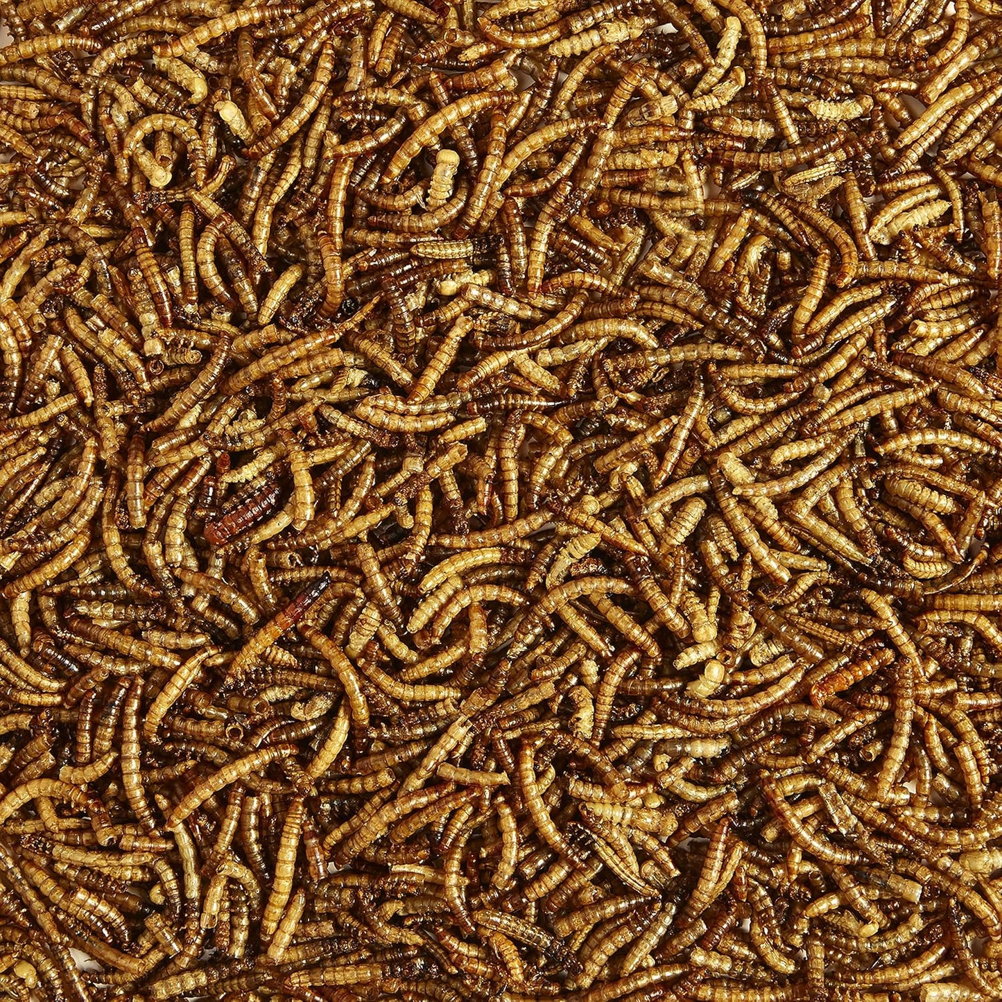 Kaytee Wild Bird Food Mealworms For Bluebirds, Wrens, Robins, Chickadees, Woodpeckers, Cardinals & Chickens, 17.6 Ounce - Image 4