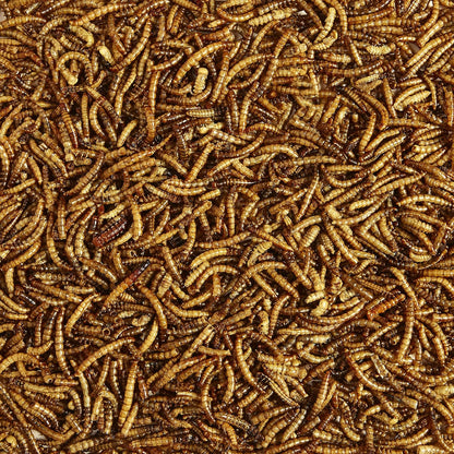 Kaytee Wild Bird Food Mealworms For Bluebirds, Wrens, Robins, Chickadees, Woodpeckers, Cardinals & Chickens, 17.6 Ounce - Image 4