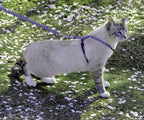 PetSafe cat harness resting on a flat surface showing the two-point adjustment design