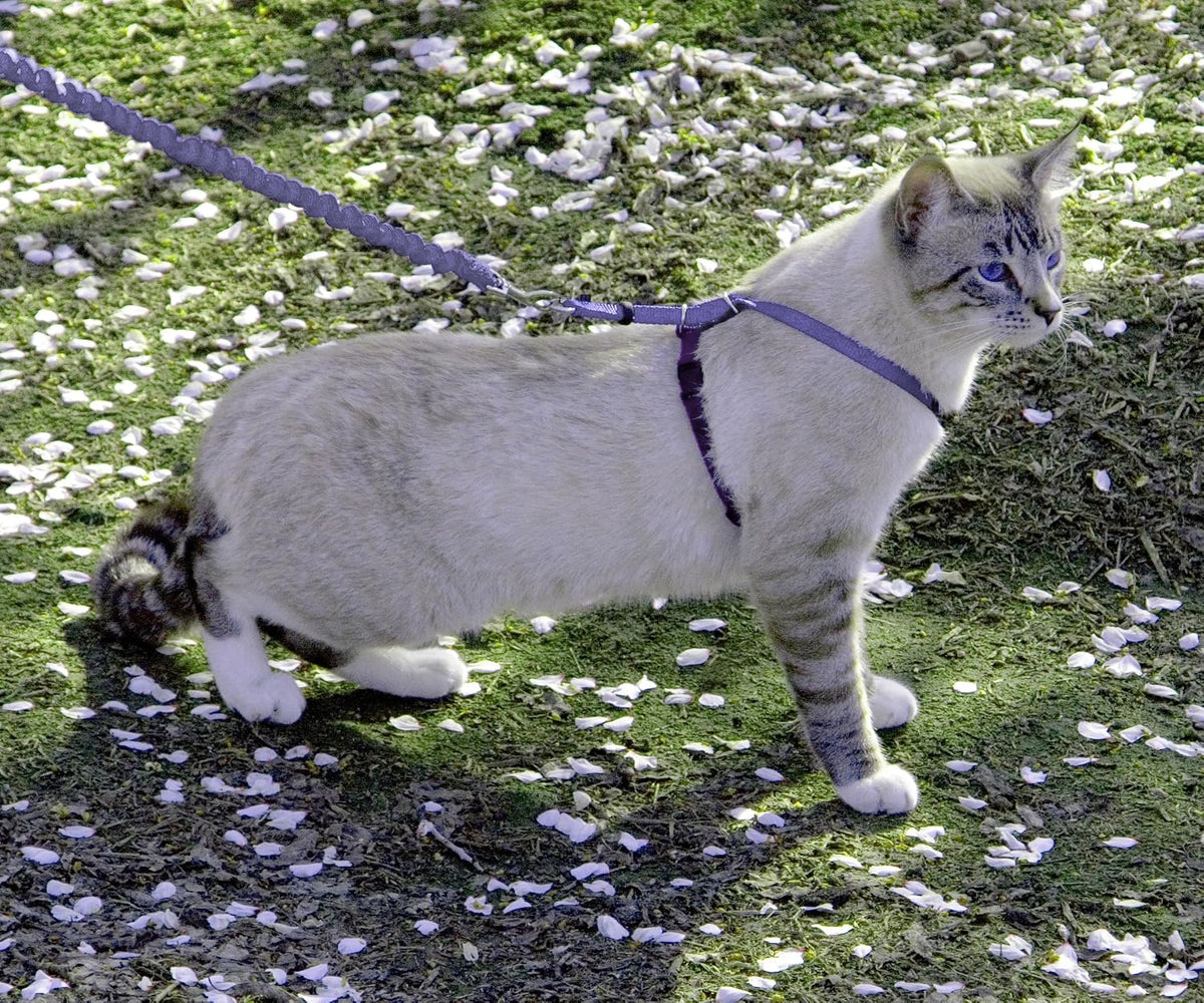 PetSafe cat harness resting on a flat surface showing the two-point adjustment design