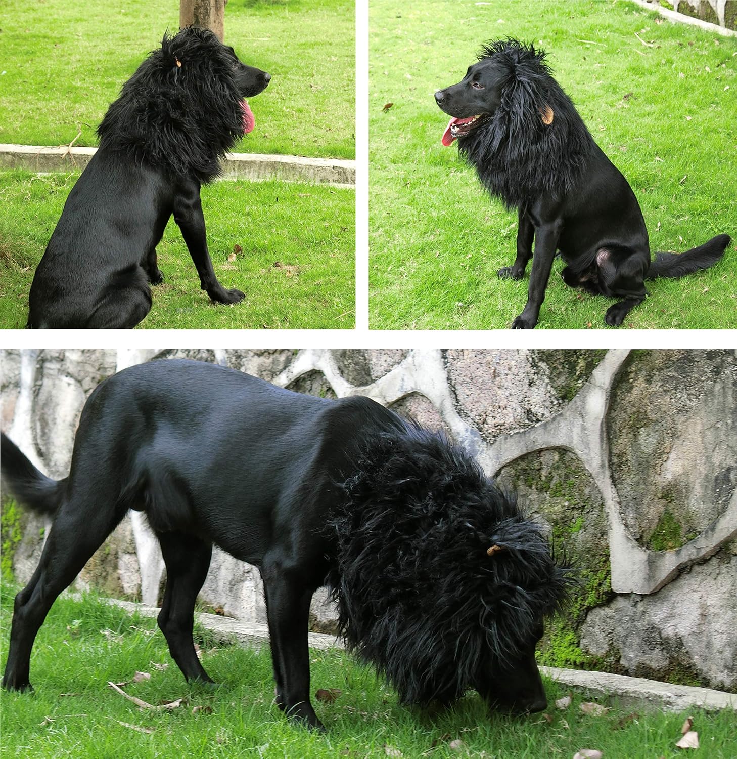 Black lion mane wig costume on a Labrador retriever close up profile