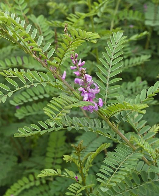 Neeli Avuri dry leaves for natural black hair dye
