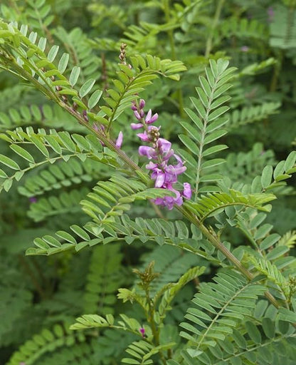 Neeli Avuri dry leaves for natural black hair dye