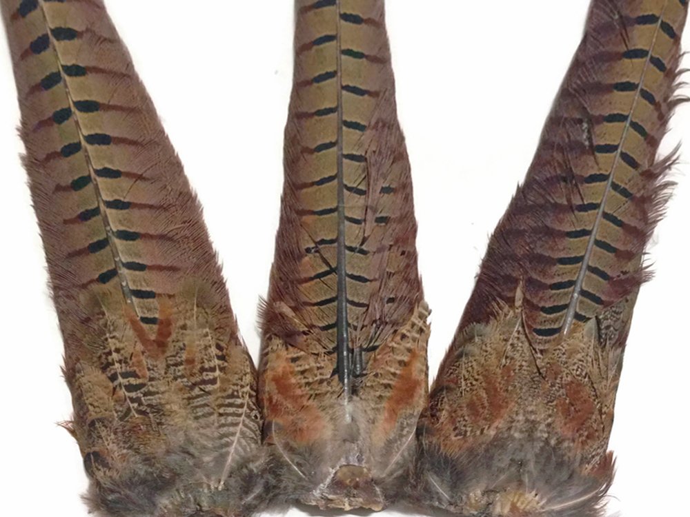 Close up of patterned Ringneck pheasant tail feathers