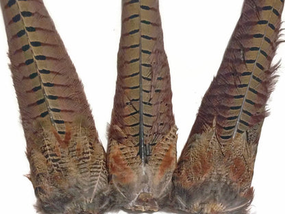 Close up of patterned Ringneck pheasant tail feathers
